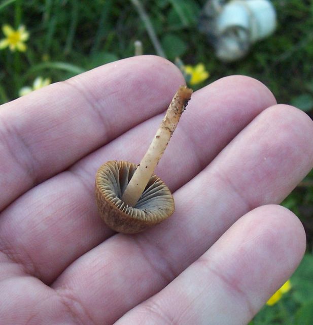 Piccolo fungo da identificare (Psathyrella sp.)